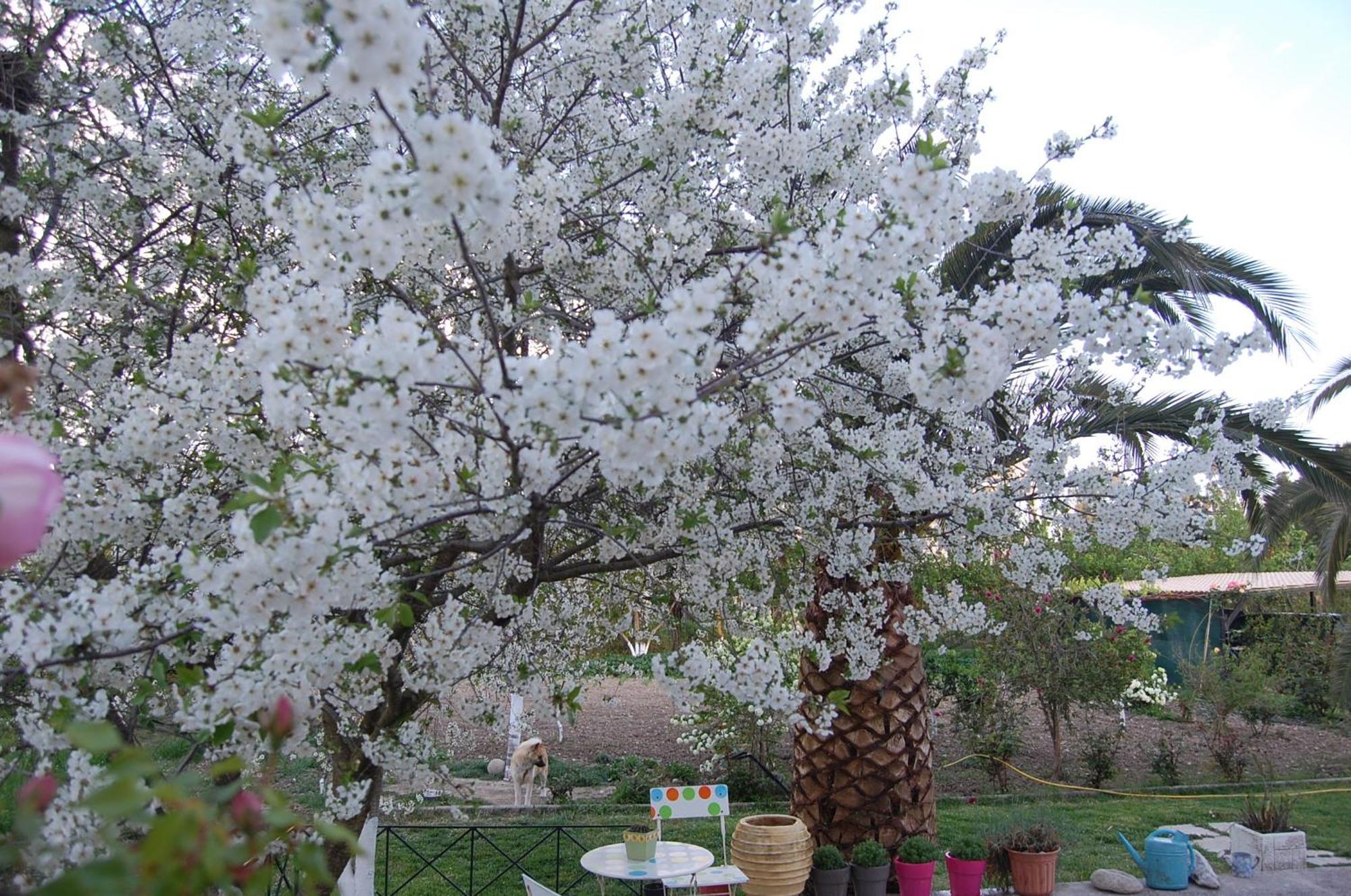 Morfi Διαμέρισμα Kalligoni Δωμάτιο φωτογραφία
